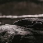 Close-up photo of a Komodo dragon resting on a rock, showcasing its detailed scales and natural habitat.